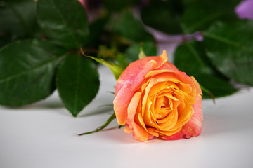 Tea rose bush on a white background.