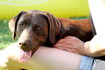 brown labrador chilling on woman lap