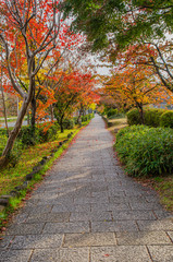 Fototapeta na wymiar 京都の鴨川沿いの遊歩道
