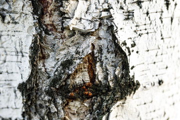 White and black tree bark closeup background texture. Birch bark