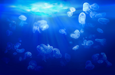 A group of jellyfish floating in coastal waters. Underwater sea world with marine animals. Life in the coral reef. Blue background. - obrazy, fototapety, plakaty