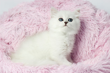 British shorthair and longhair yang cat. Silver chinchilla color. Kitten on pink and blue background.