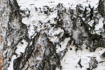 White and black tree bark closeup background texture. Birch bark