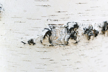 Obraz premium White and black tree bark closeup background texture. Birch bark