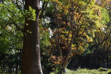 Fototapeta premium 飛鳥山公園の風景