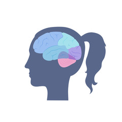 Vector illustration of human brain anatomy 