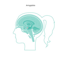 Vector isolated illustration of Amygdala