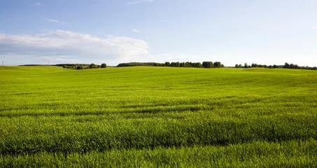 Fototapeten summer landscape with green cereals © rsooll