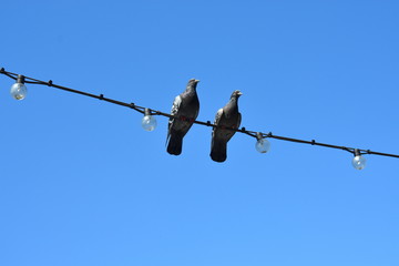 Couple of loving pigeons posing blue sky