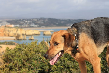 brown and black dog in front of the ocean