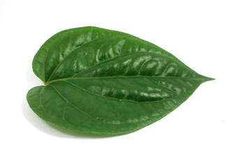 isolated fresh green betel leaf with a white background. Piper betle.