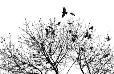 Silhouette of a crow on a tree
