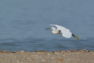 Little Egret (Egretta garzetta), Greece