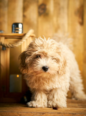Cute little puppy and christmas lantern on wooden background