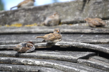 sparrows sitting on a wooden roof