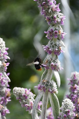 bumblebee lifting from a purple plant