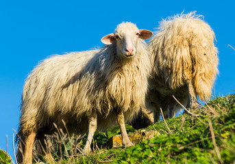 Sheep on a green hill in Sardinia