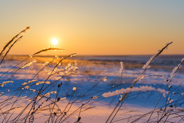 Fototapeta premium Winter landscape with dry frozen grass on the background of snow covered plain, blue sky and orange sun at sunset. Beautiful natural scenery. Selective focus