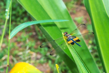 Rhyothemis phyllis, also know as yellow-striped flutterer, is a species of dragonfly of the family Libellulidae. It's is commonly found in South East Asia countries.
