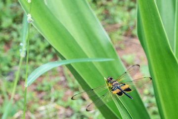 Rhyothemis phyllis, also know as yellow-striped flutterer, is a species of dragonfly of the family Libellulidae. It's is commonly found in South East Asia countries.