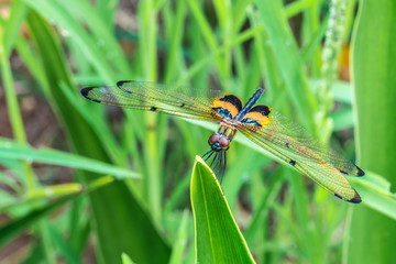 Rhyothemis phyllis, also know as yellow-striped flutterer, is a species of dragonfly of the family Libellulidae. It's is commonly found in South East Asia countries.