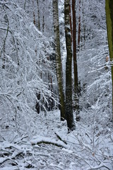 Winter landscape, forest in a white winter coat in the morning.