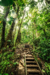 Obraz premium Old steps in Basse Terre jungle