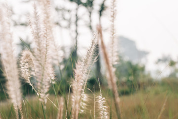 Fototapeta premium Tall lalang grass flower field, background blur. Selective focus.