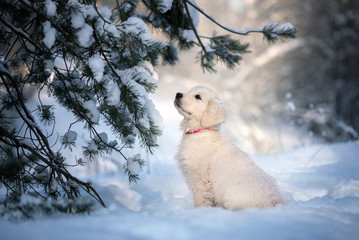 golden retriever puppy sitting under a pine tree in winter