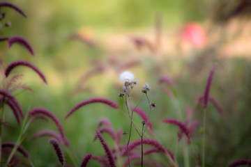 Dry white winter flower 