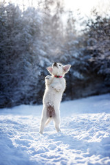 Obraz na płótnie Canvas golden retriever puppy jumping outdoors in winter