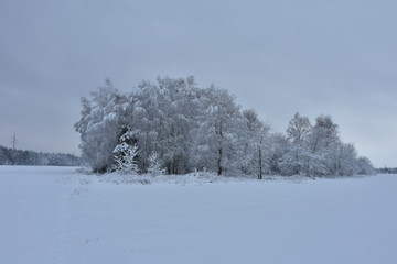 Winter landscape, forest in a white winter coat in the morning.