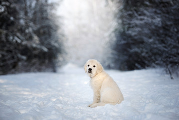 Obraz na płótnie Canvas golden retriever puppy sitting outdoors in winter