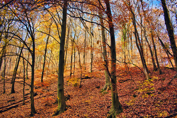 Colorful fall scene in the forest around Óbánya in Hungary, Europe