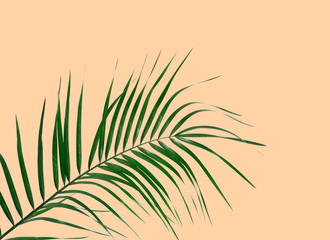 Palm leaves on coral background. Branch of palm tree.