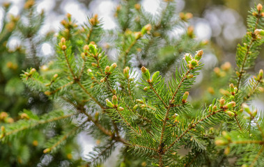 fur tree cones. young pine tree cone. coniferous trees natural background. green forest. environmental protection. evergreens. beauty of nature. save the earth