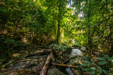 Obraz premium Kathu Waterfall, Phuket, Thailand. A forest path in a beautiful, abundant waterfall.