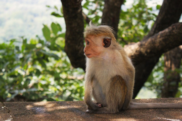 little monkey