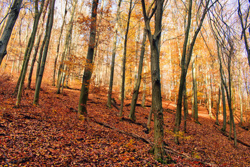 Colorful fall scene in the forest around Óbánya in Hungary, Europe