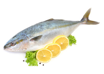  Fish yellowtai on white background (Japanese amberjack)