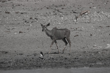 Greater Kudu at the waterhole, Etosha national park, Namibia, Africa	