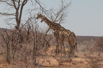 Giraffes drinking and eating, Etosha national park, Namibia, Africa