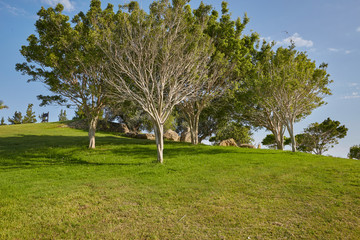 green trees and lake
