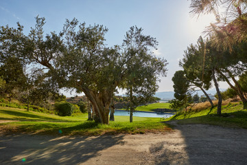 green trees and lake