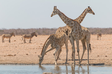 Obraz na płótnie Canvas Giraffes drinking and eating, Etosha national park, Namibia, Africa