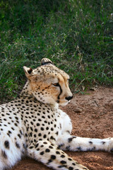 Cheetah, Acinonyx jubatus, close encounter in the Mokolodi Nature Reserve, Gaborone, Botswana.