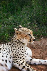 Cheetah, Acinonyx jubatus lying in the grass of the Mokolodi Nature Reserve, Gaborone, Botswana.