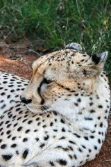 Cheetah, Acinonyx jubatus, close-up portrait in the Mokolodi Nature Reserve, Gaborone, Botswana.