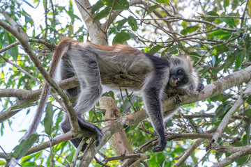 Wild red colobus monkey sitting on the branch in tropical forest on the island of Zanzibar, Tanzania, Africa