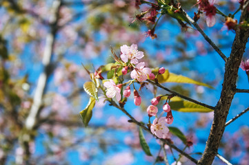 Sakura